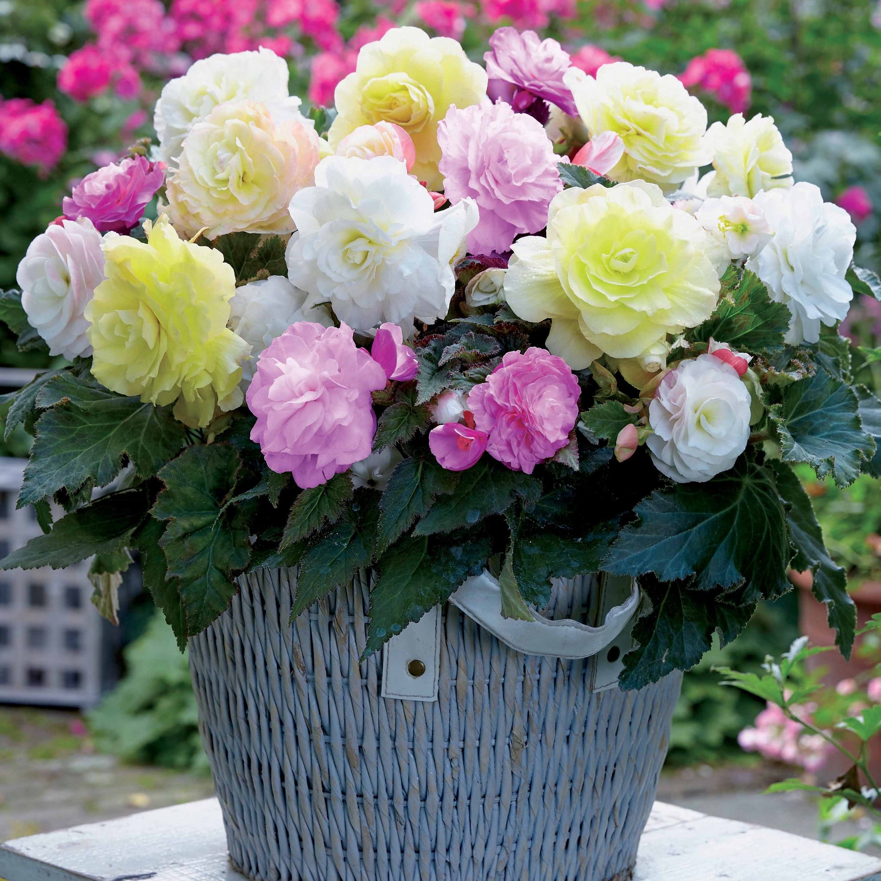 Knolbegonia Mix 'Wummi' (x4) - Begonia wummi creme wummi apple bloom