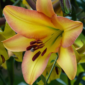 Lelie 'Rising Moon' (x5) - Willemse