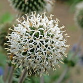 Kogeldistel 'Arctic Glow' - Echinops sphaerocephalus arctic glow - Heesters en vaste planten