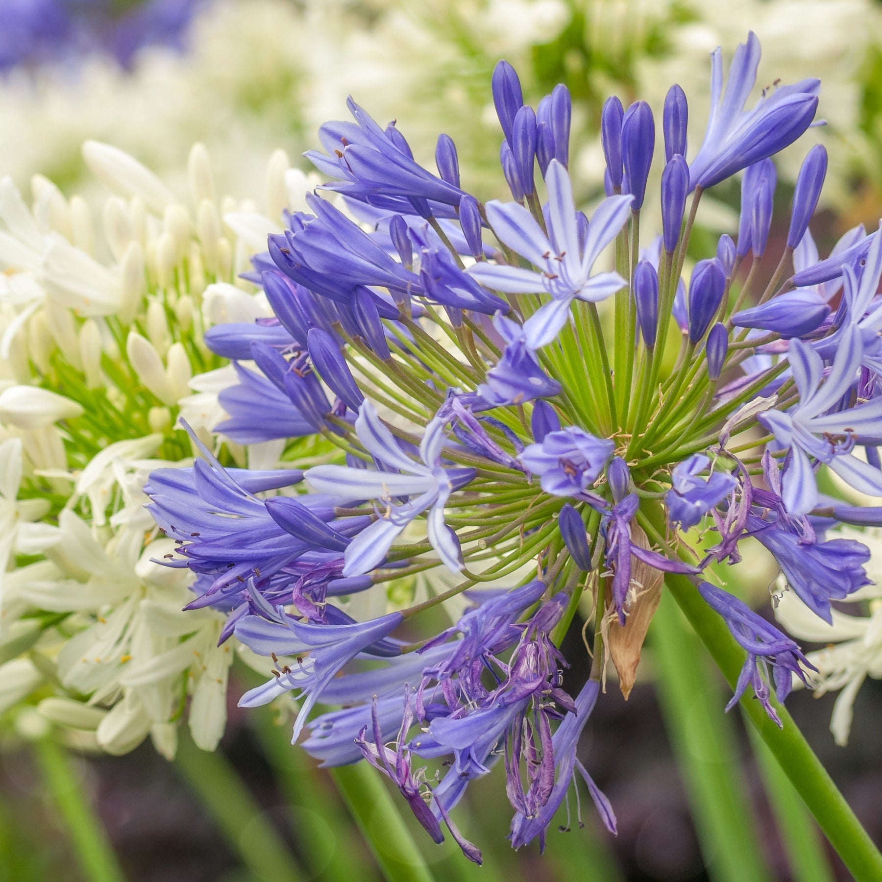 Agapanthus - Afrikaanse lelie (x3) - Agapanthus umbellatus