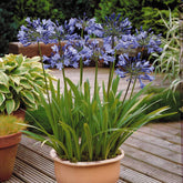 Agapanthus umbellatus - Afrikaanse lelie (x3) - Agapanthus
