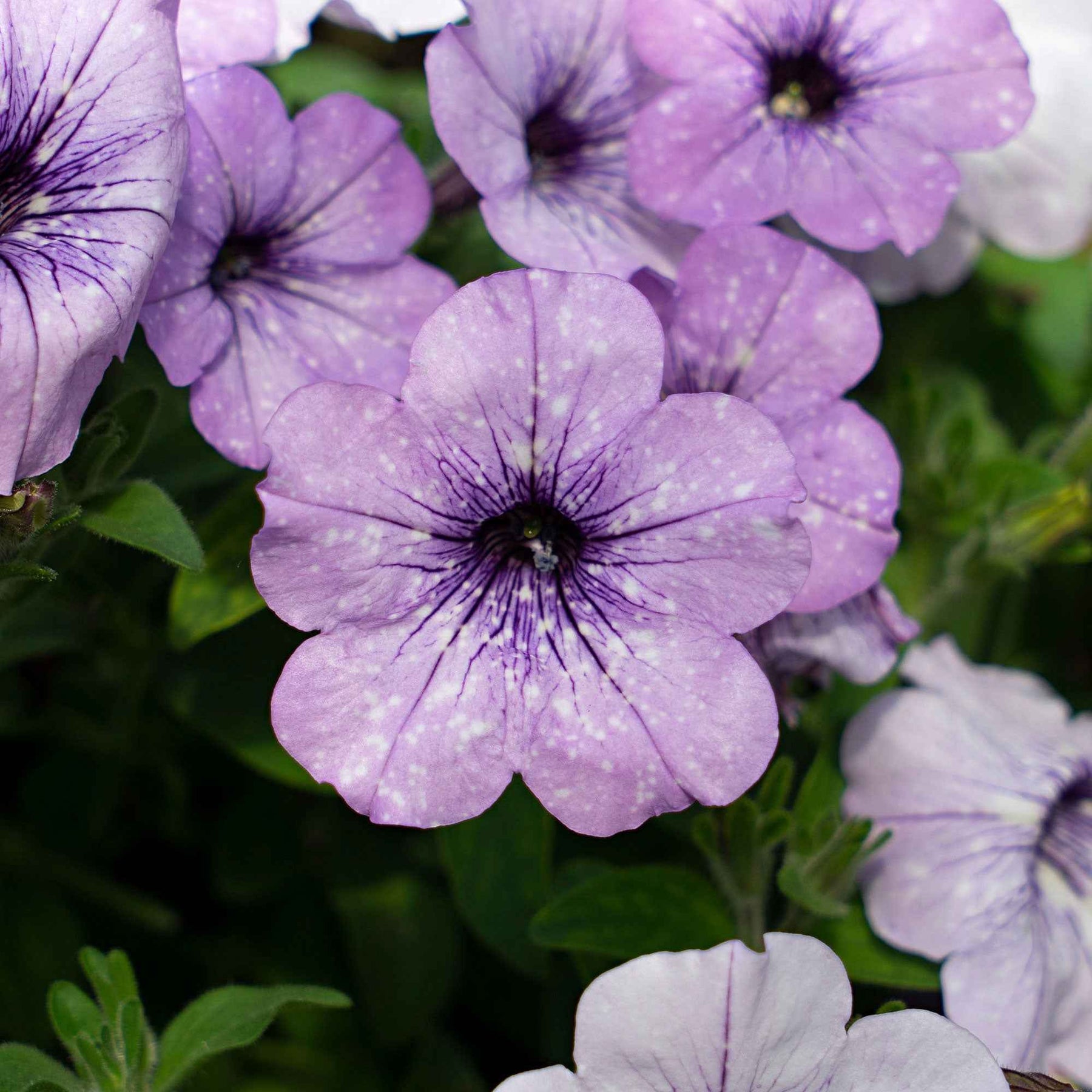 Petunia 'Lavender Sky' (x3) - Petunia lavender sky - Willemse