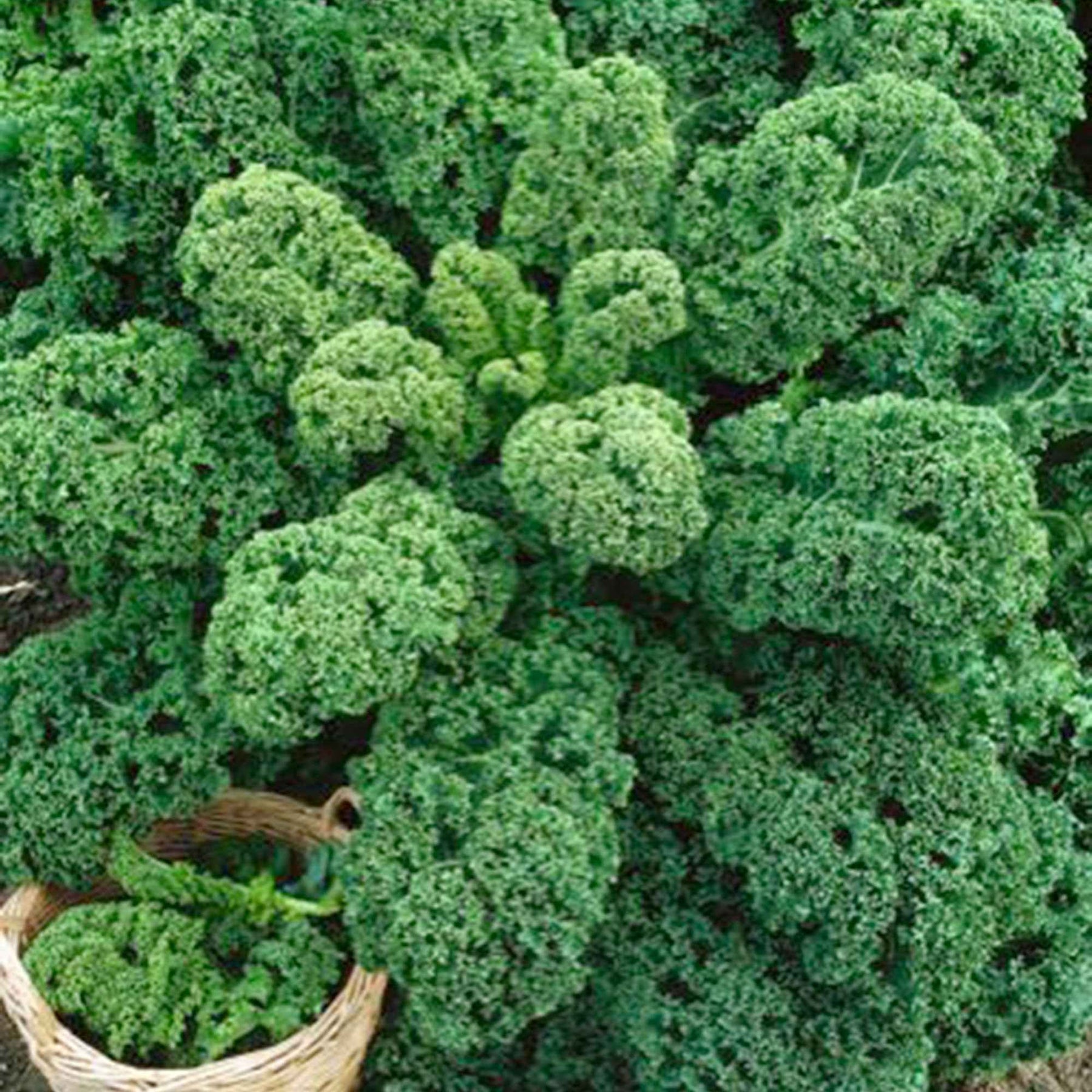 Brassica oleracea sabauda Westlandse Herfst Kale - Boerenkool 'Westlandse Herfst' - Koolzaden