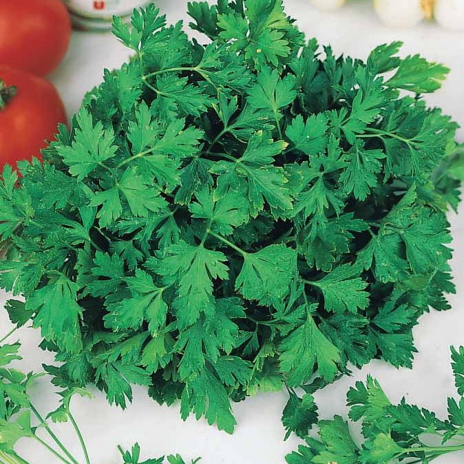Gewone Peterselie Commun 2 - Petroselinum crispum Commun 2