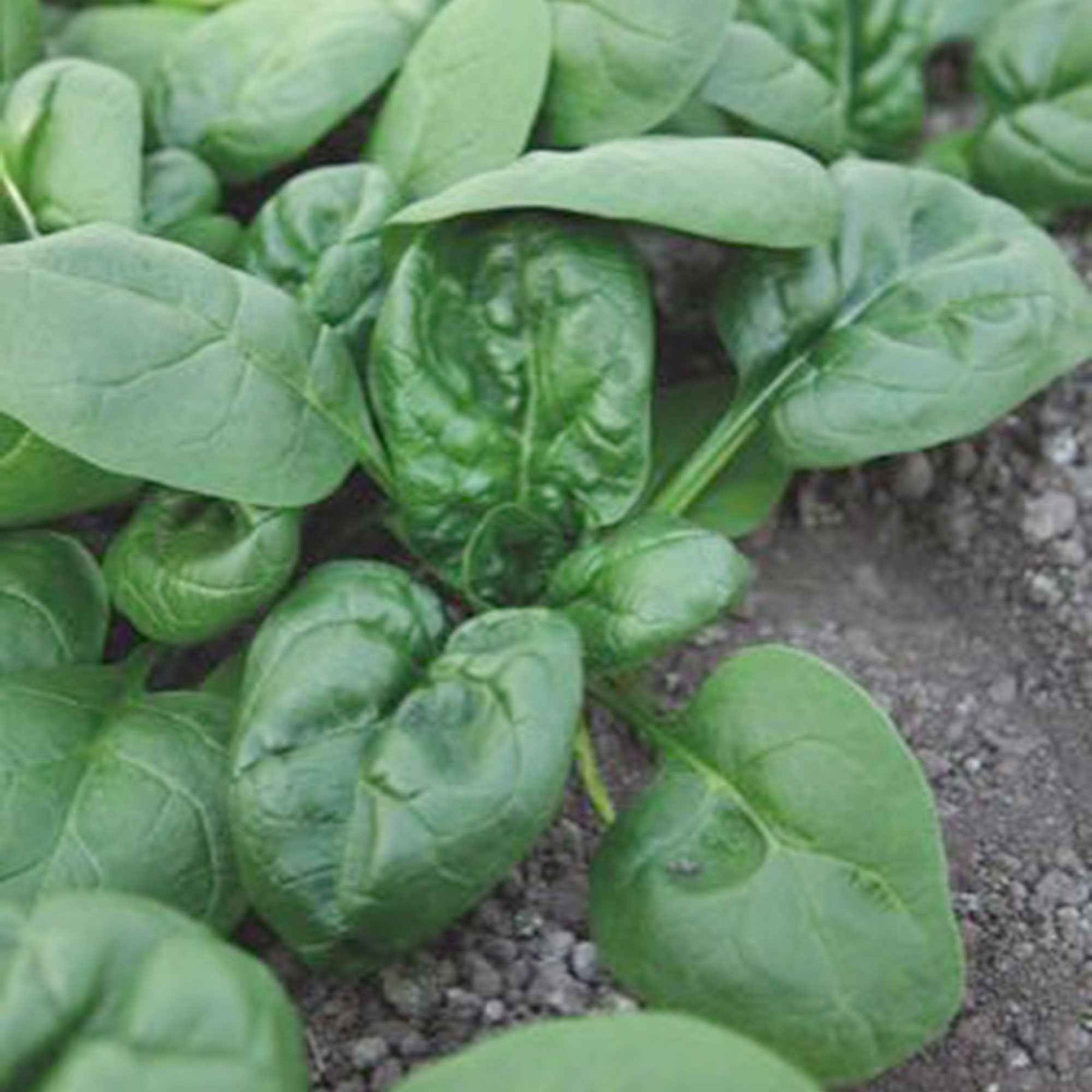 Beta vulgaris nores - Spinazie 'Nores' - Spinacia - Spinazie