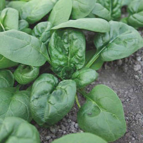 Beta vulgaris nores - Spinazie 'Nores' - Spinacia - Spinazie