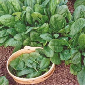 Spinacia - Spinazie - Spinazie 'Nores' - Beta vulgaris nores