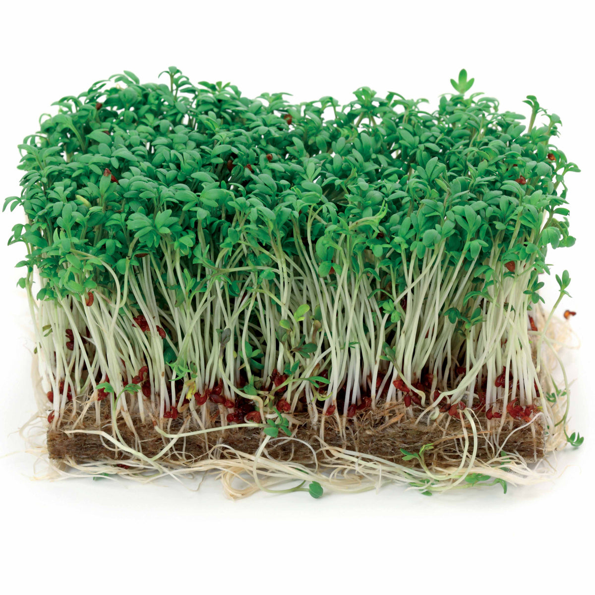 Grootbladige tuinkers - Lepidium sativum