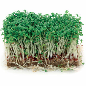 Grootbladige tuinkers - Lepidium sativum