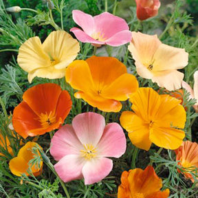 Slaapmutsje - Eschscholzia californica - Willemse