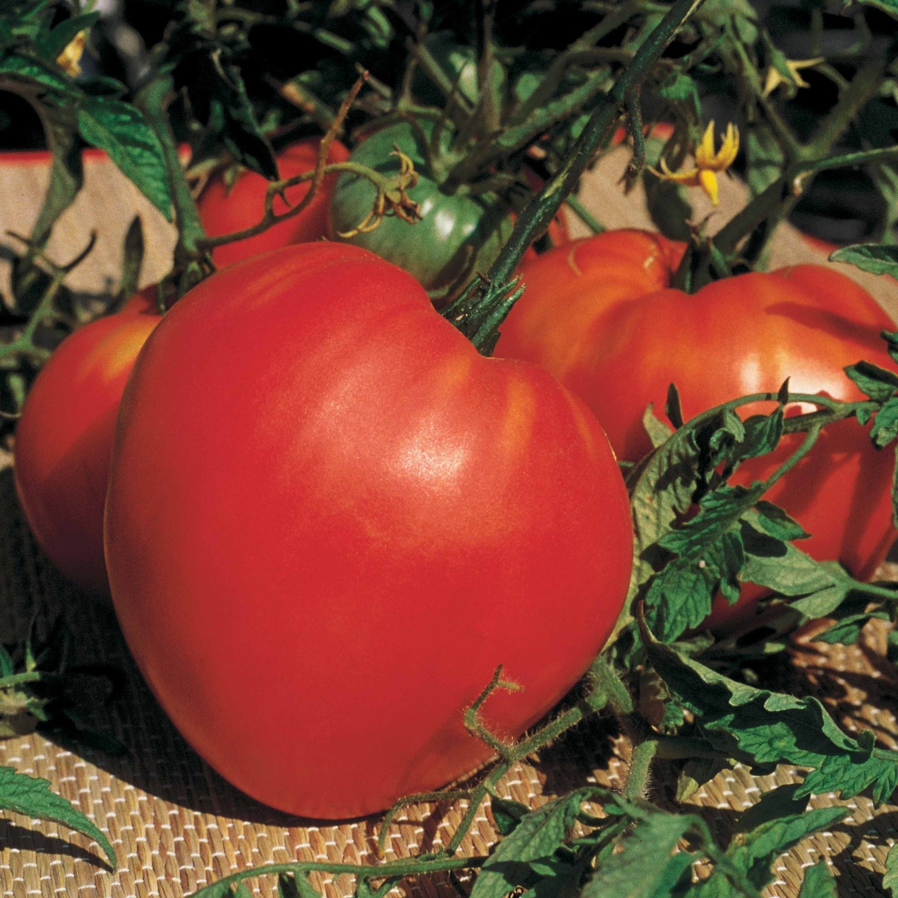 Tomatenmix 'Coeur de Boeuf' + 'St. Pierre' + 'San Marzano' - Collection 3 tomates savoureuses (coeur de boeuf, saint pierre, san m - Willemse