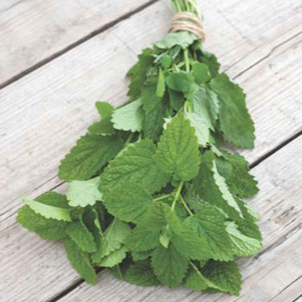 Citroenmelisse - Willemse