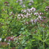 Marjolein - Willemse