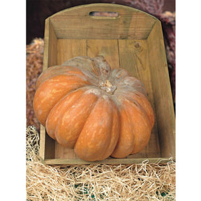 Pompoen 'Musquée de Provence' - Bio - Willemse