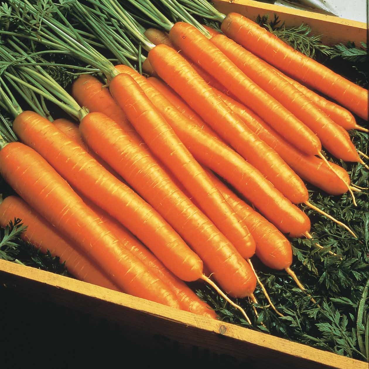 Zomerwortel 'Nantes 2' - Daucus carota nantaise améliorée 2 race forto - Groentezaden