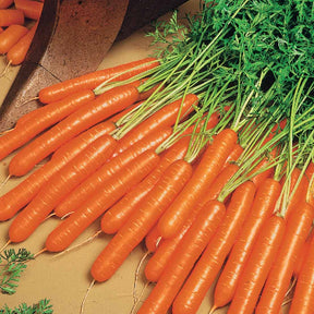 Daucus carota nantaise améliorée 2 race forto - Zomerwortel 'Nantes 2' - Wortelzaden