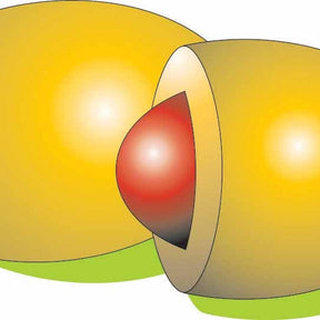 Zomerwortel 'Nantes 2' - Daucus carota nantaise améliorée 2 race forto