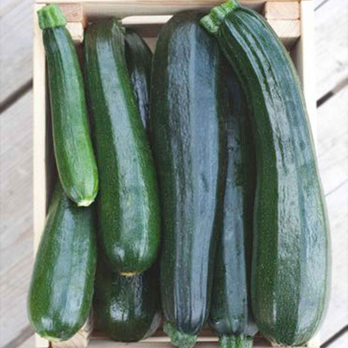 10 zaden "Black Beauty" Courgette. - Cucurbita pepo black beauty - Willemse