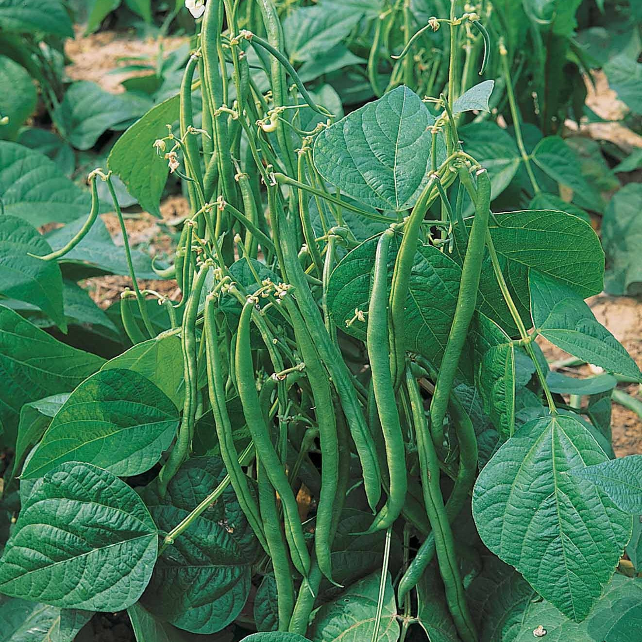 Stamslabonen 'Maxi' - Phaseolus vulgaris maxi - Zaden