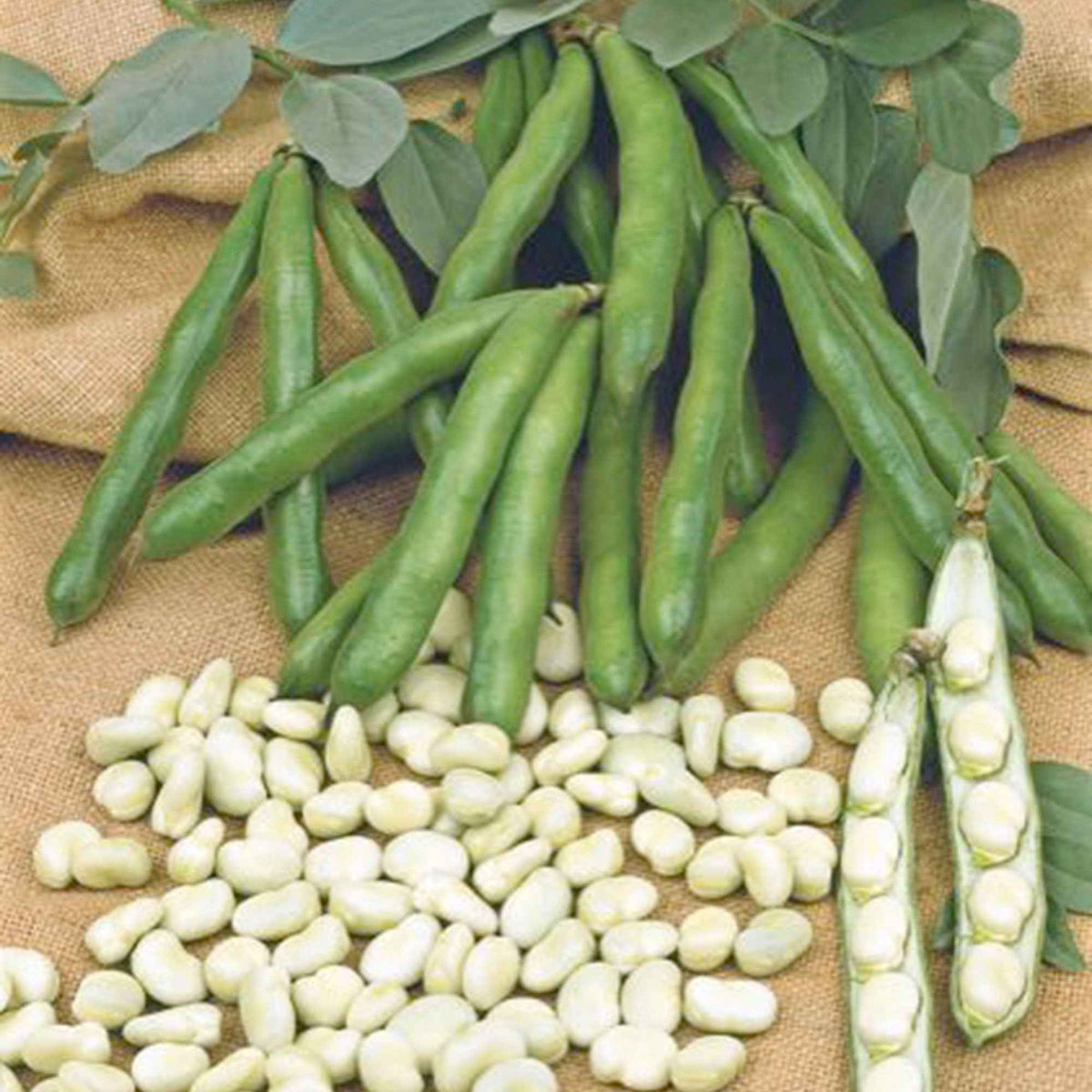 Tuinbonen Vicia 'Witkiem' - Willemse