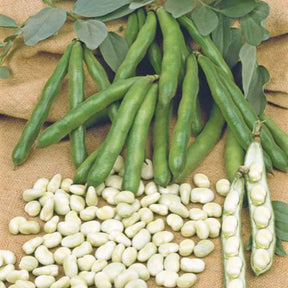 Tuinbonen Vicia 'Witkiem' - Willemse