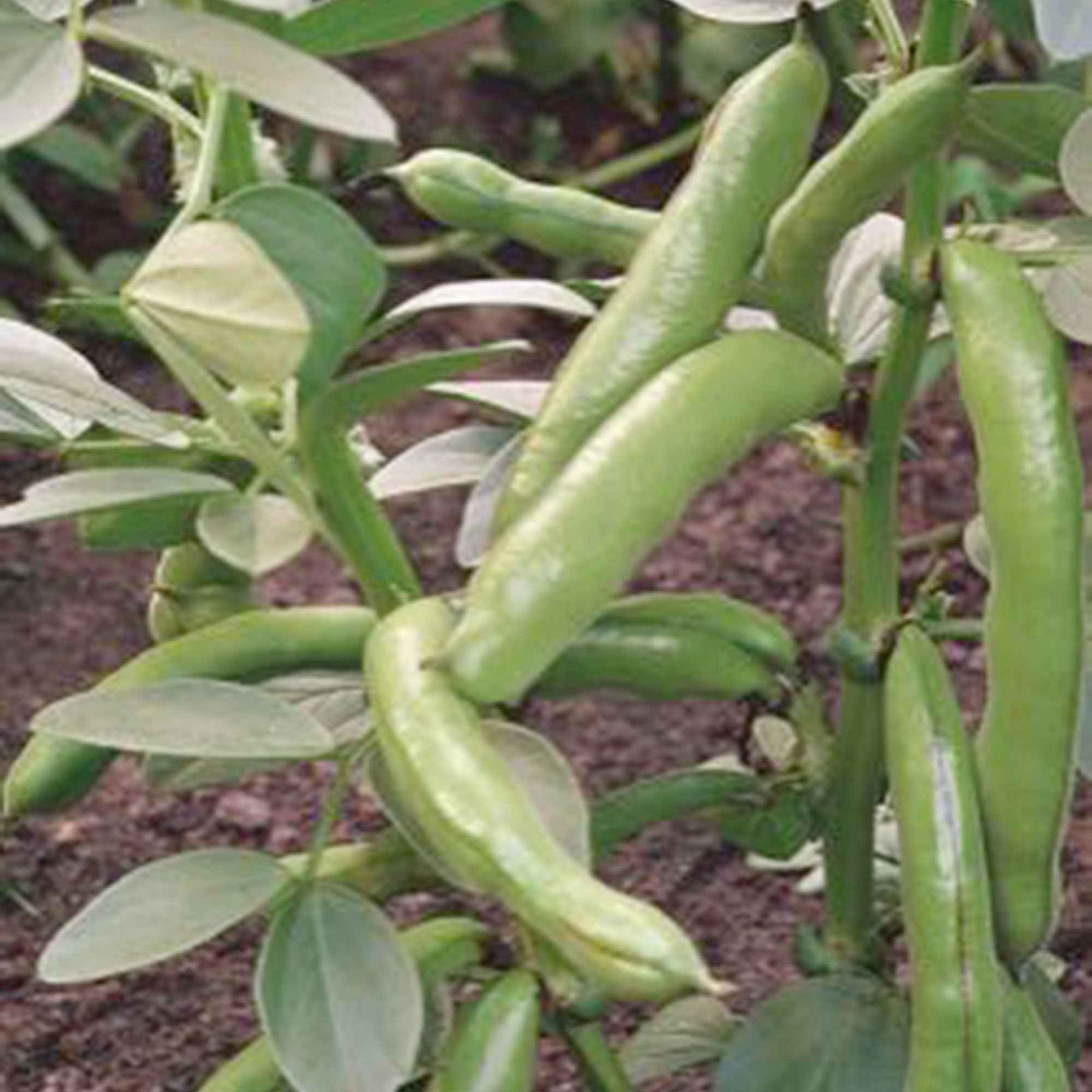 Tuinbonen Vicia 'Witkiem' - Vicia faba witkiem - Willemse