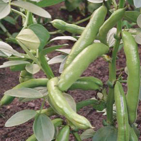 Tuinbonen Vicia 'Witkiem' - Vicia faba witkiem - Willemse