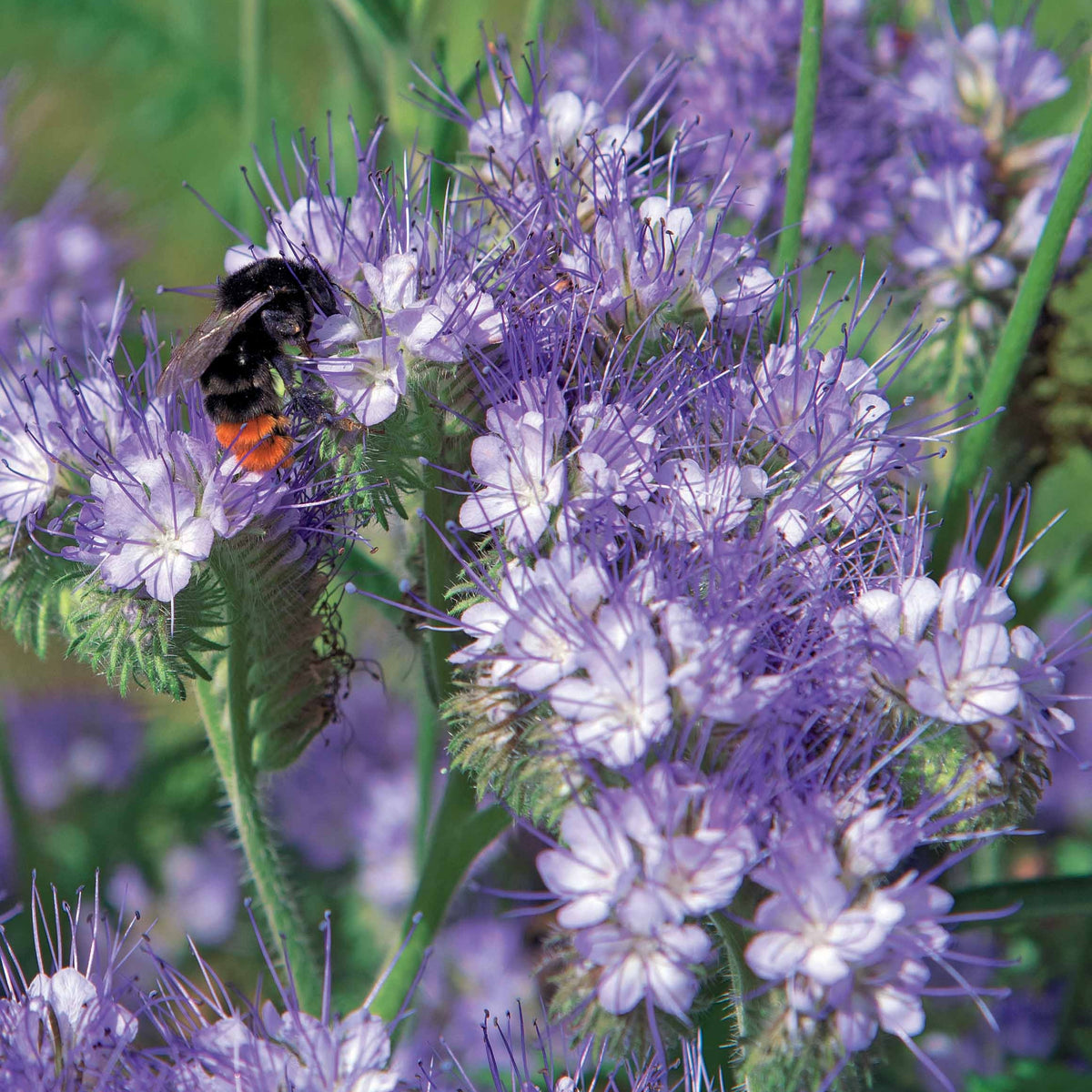 Bijenvoer - Phacelia tanacetifolia - Willemse