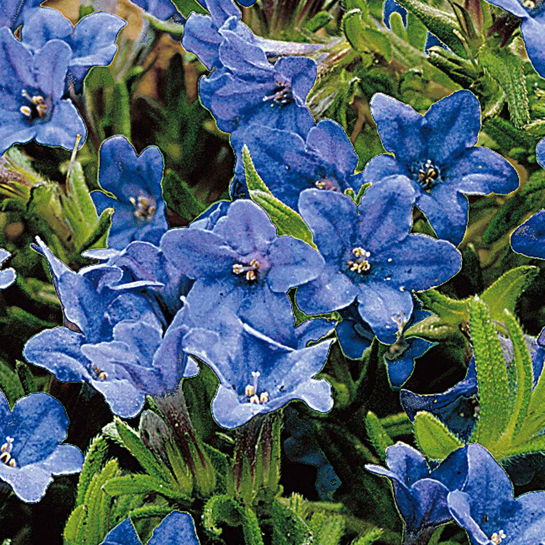 Parelzaad 'Heavenley Blue' - Lithodora diffusa Heavenly Blue - Willemse