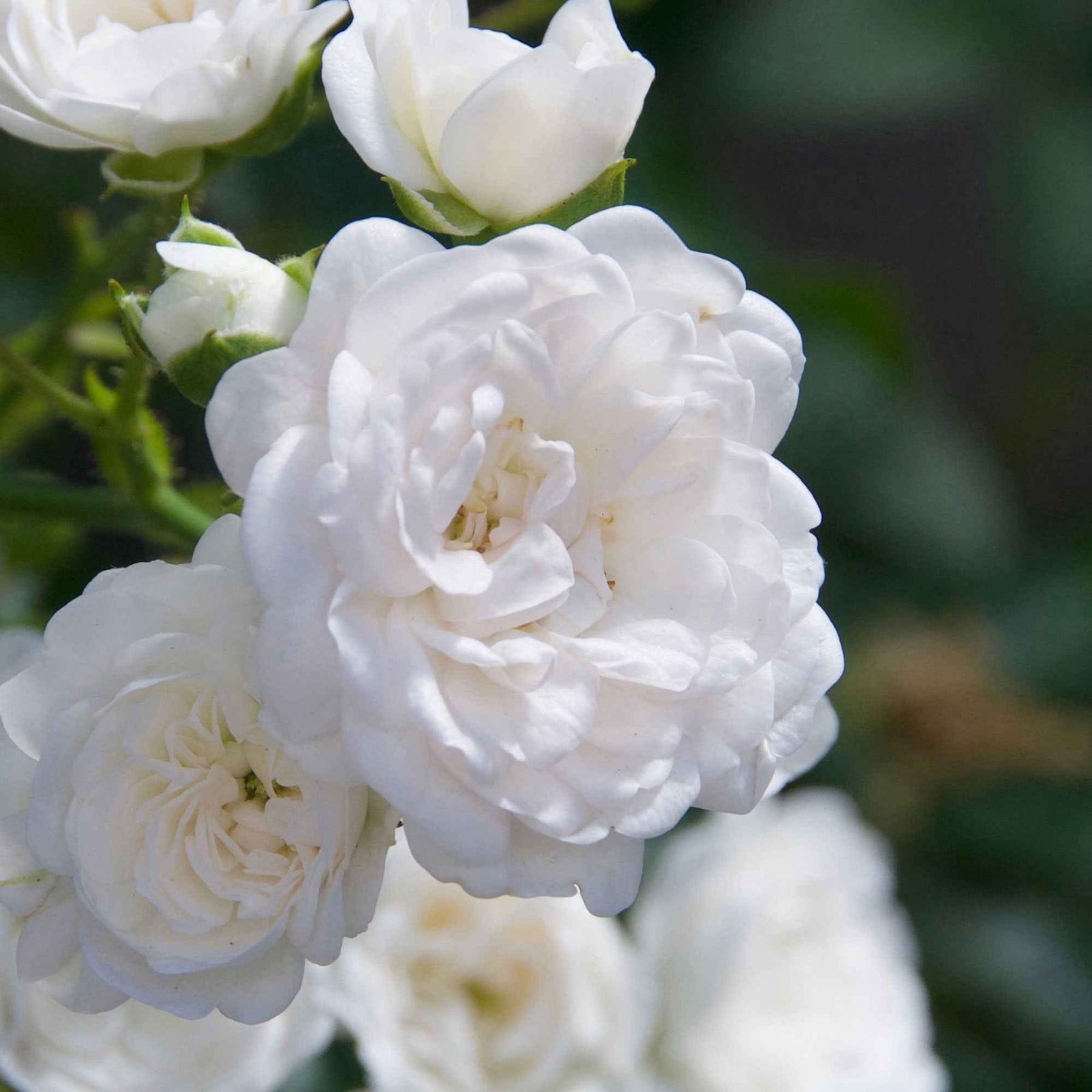 Roos 'Crystal Fairy' - Rosa crystal fairy ® - Willemse