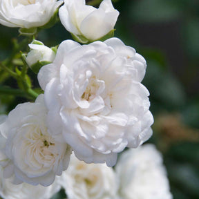 Roos 'Crystal Fairy' - Rosa crystal fairy ® - Willemse