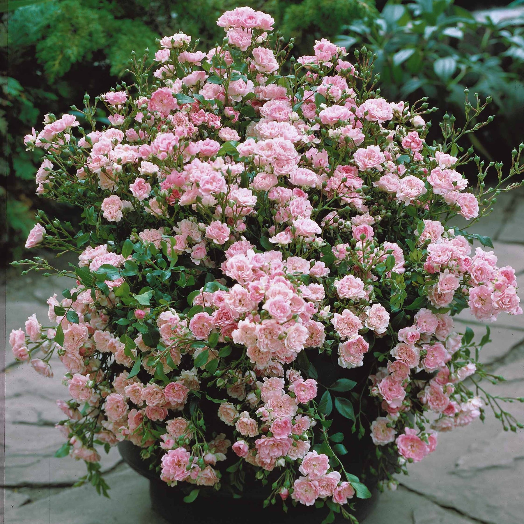 Rosa polyantha 'The Fairy' - Bodembedekkende roos 'The Fairy'® - Bodembedekkende rozen