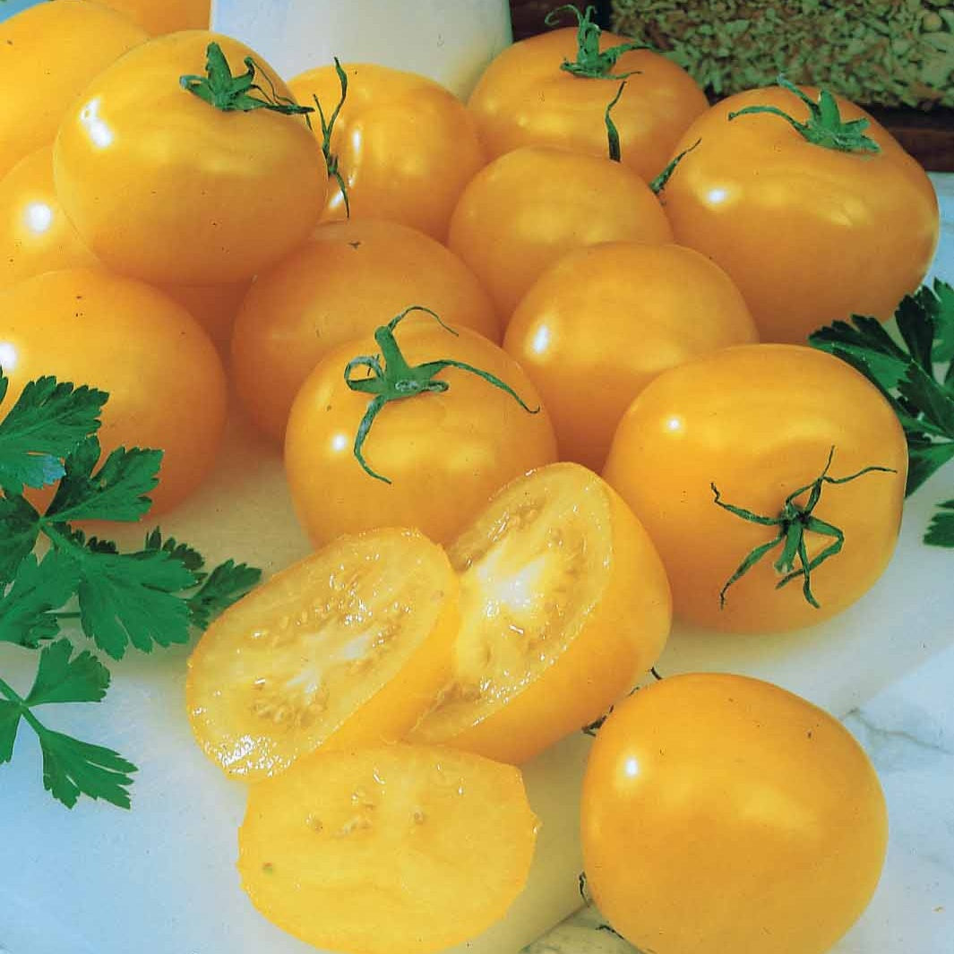 Tomaten pakket Solanum 'Toffe Tomaten' - Groentezaden - Solanum lycopersicum cocktail raisins jaunes - Groentezaden