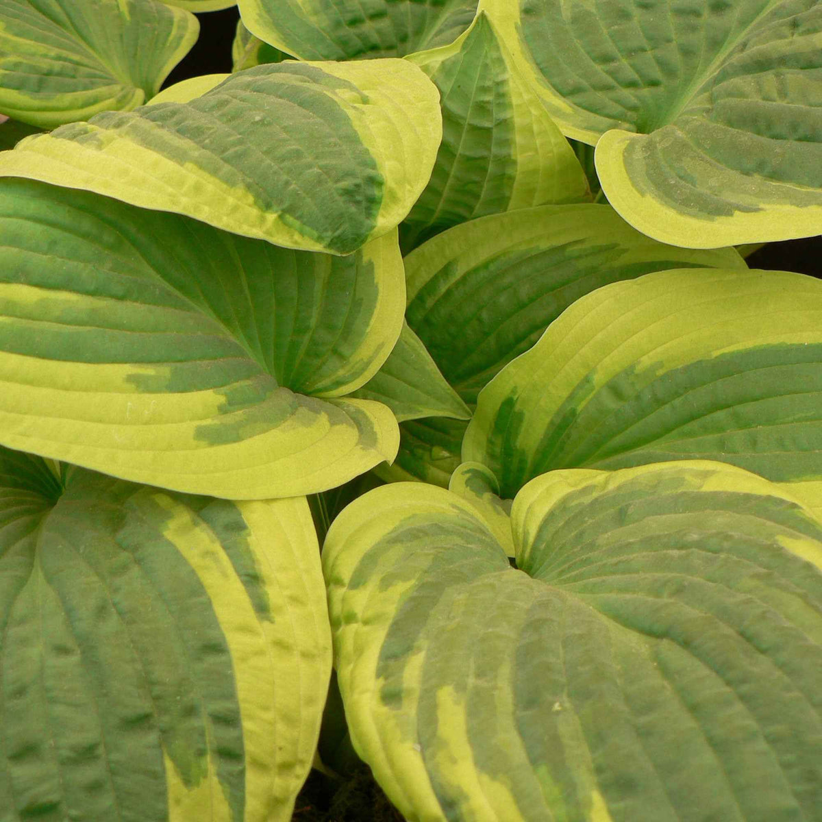 Hartlelie 'Wilde Brim' - Hosta hybride wide brim - Willemse