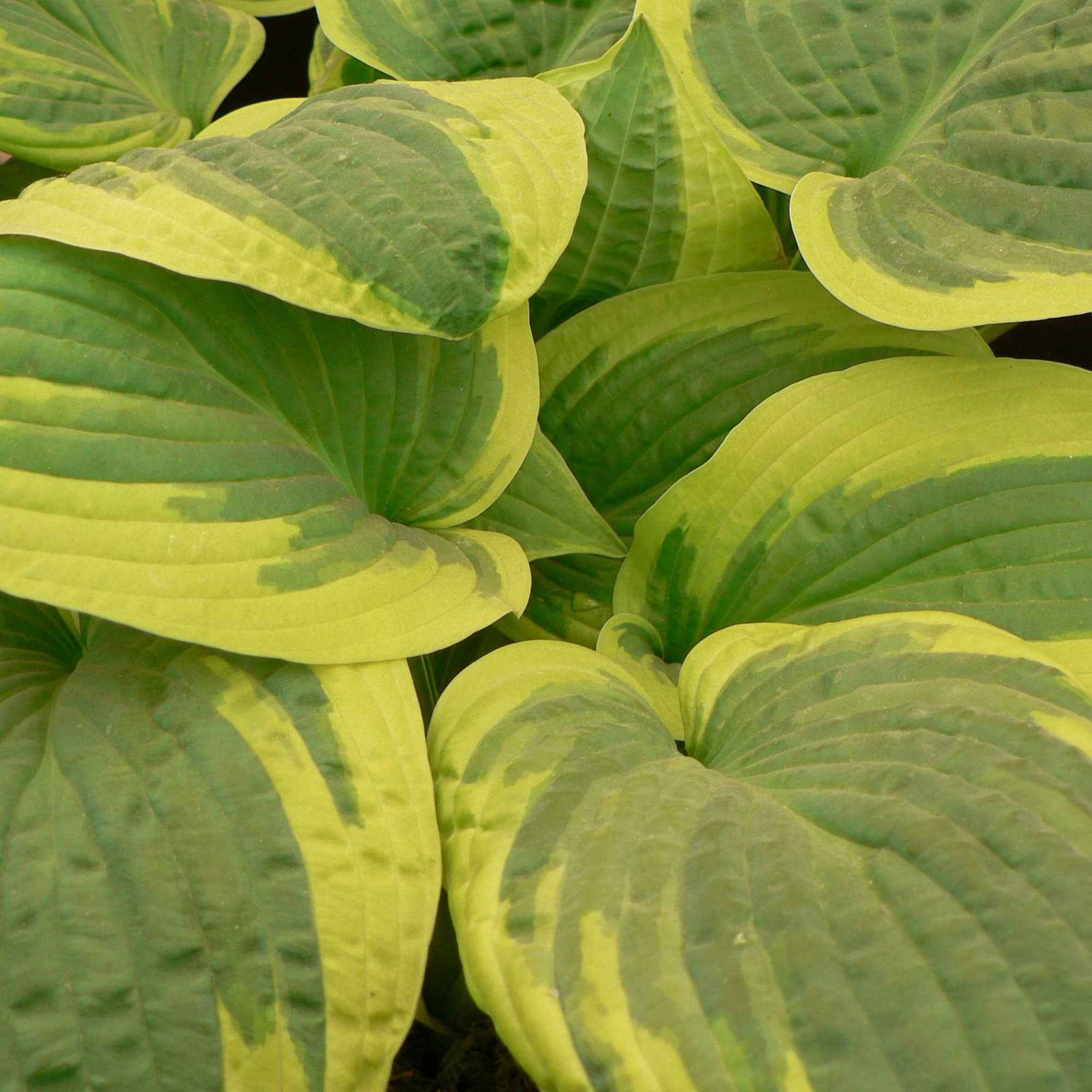 Hartlelie 'Wilde Brim' - Hosta hybride wide brim - Willemse