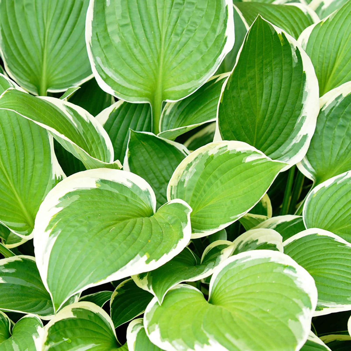 Hartlelie 'Patriot' - Hosta hybride patriot - Willemse