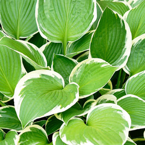 Hartlelie 'Patriot' - Hosta hybride patriot - Willemse