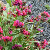 Longkruid 'Raspberry Splash' - Willemse