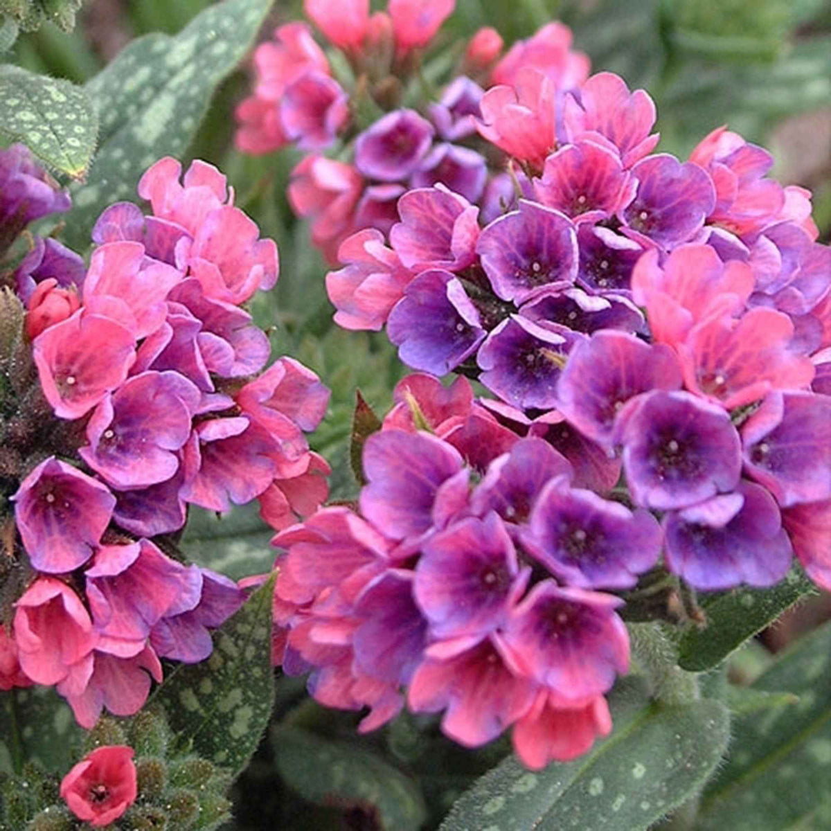 Longkruid 'Raspberry Splash' - Pulmonaria raspberry splash - Willemse