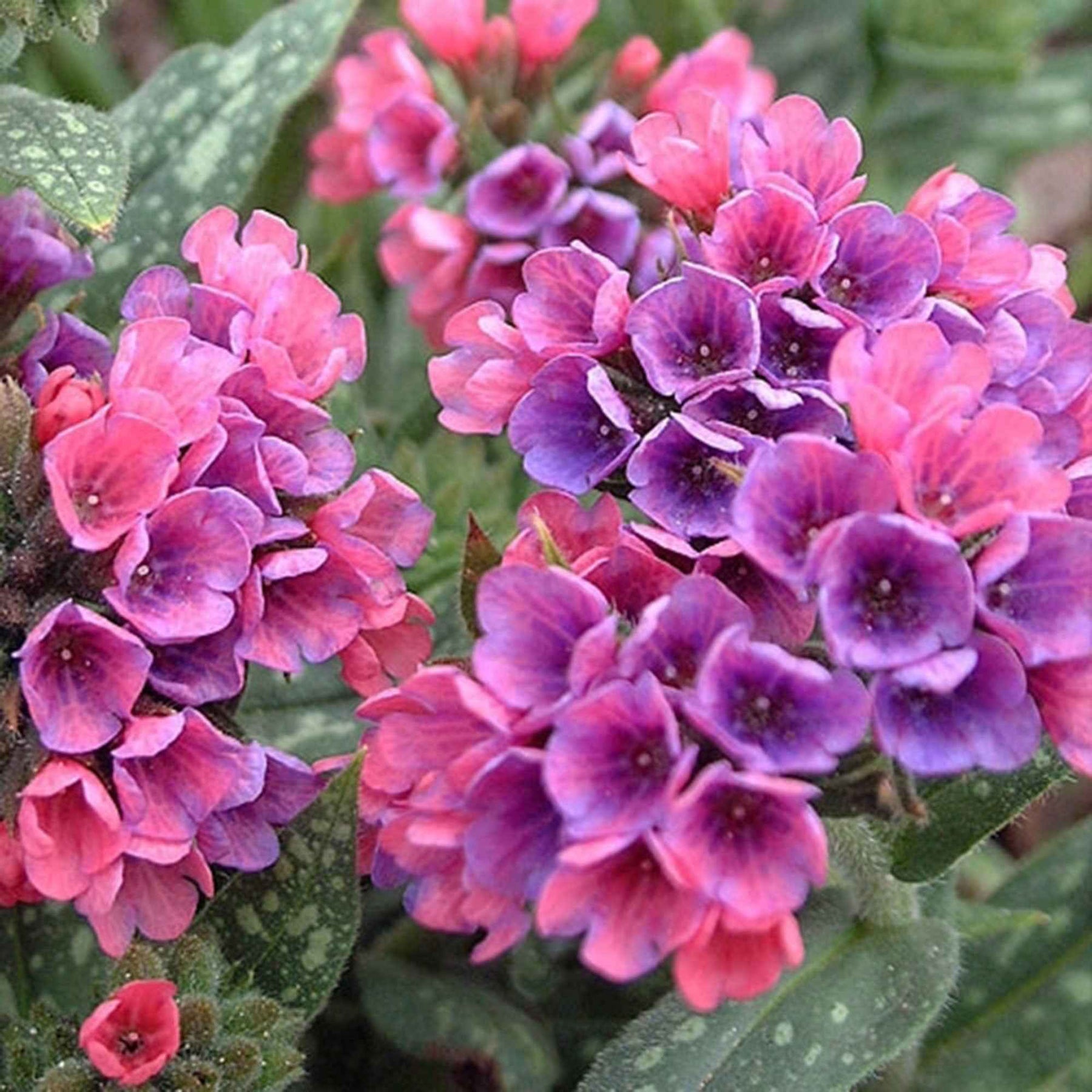 Longkruid 'Raspberry Splash' - Pulmonaria raspberry splash - Willemse