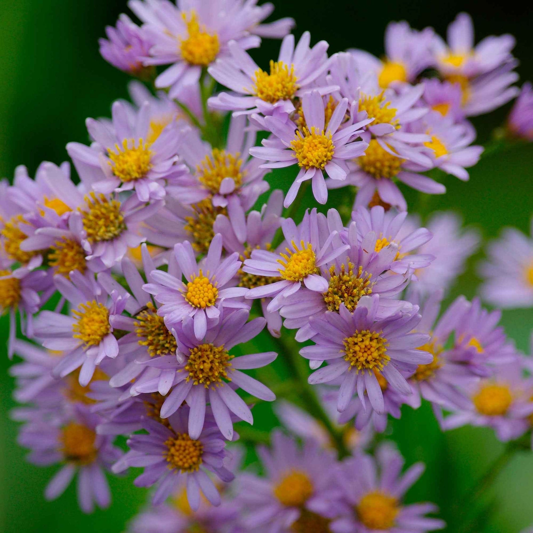 Herfstaster 'Stardust' - Aster ageratoides Stardust - Willemse