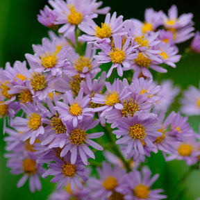 Herfstaster 'Stardust' - Aster ageratoides Stardust - Willemse
