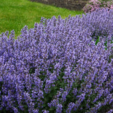 Kattenkruid 'Pursian Blue' - Nepeta purrsian blue - Willemse