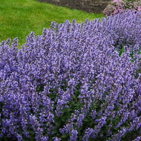 Kattenkruid 'Pursian Blue' - Nepeta purrsian blue - Willemse