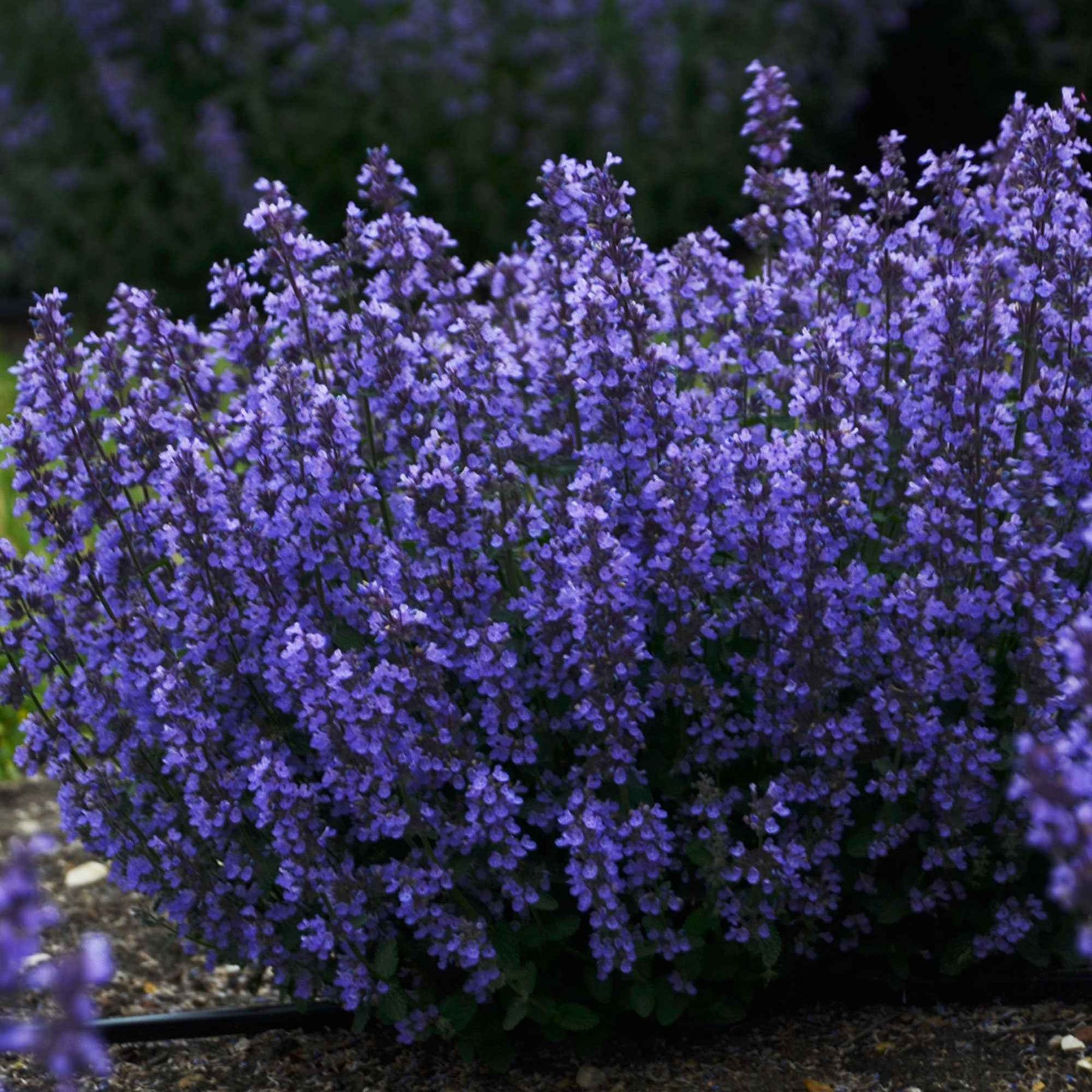Kattenkruid 'Cat's Pyjamas' - Nepeta faassenii Cat's Pajamas - Willemse