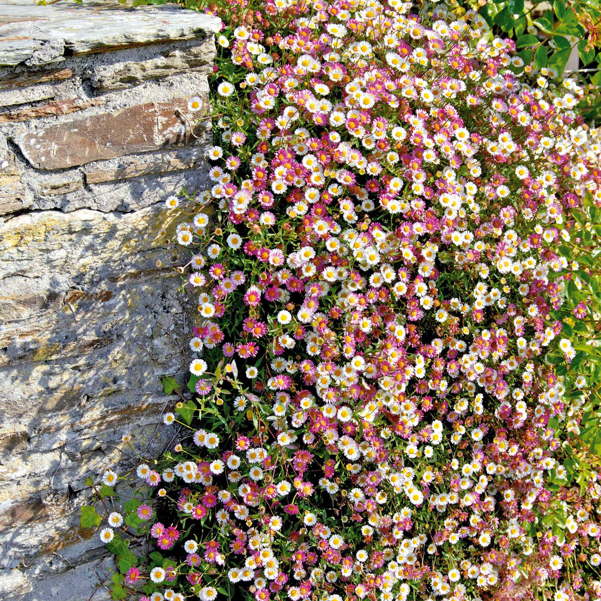 Fijnstraal - Erigeron karvinskianus Blutenmeer - Willemse