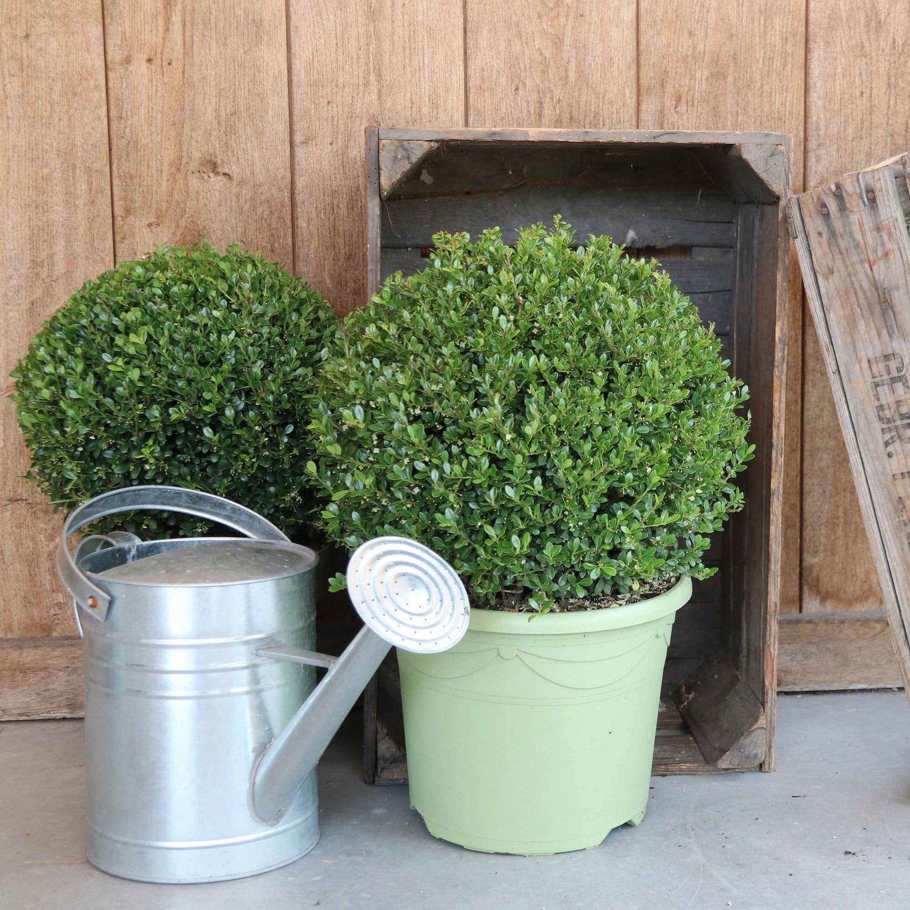 Japanse hulst 'Dark Green'® - Willemse