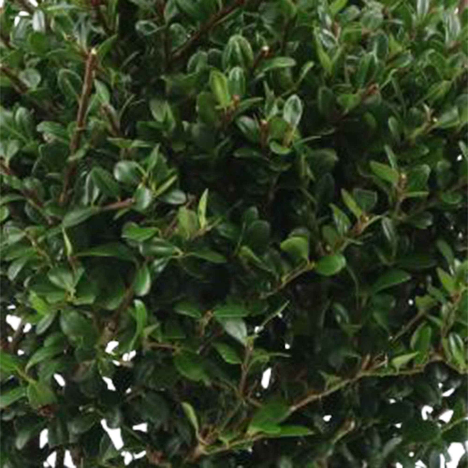 Bloeiende heesters - Japanse hulst 'Dark Green'® - Ilex crenata Dark Green