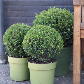 Ilex crenata Dark Green - Japanse hulst 'Dark Green'® - Bloeiende heesters