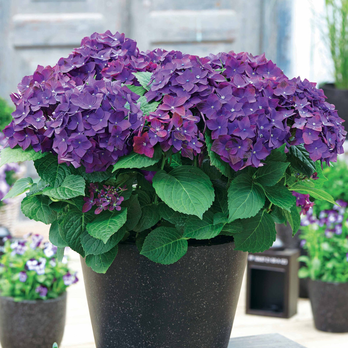 Boerenhortensia 'Deep Purple Dance' - Hydrangea macrophylla deep purple dance - Willemse